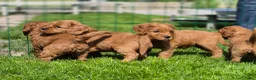 Kruising honden te koop: Labradoodle pups (kleine medium) - Advertentie 2
