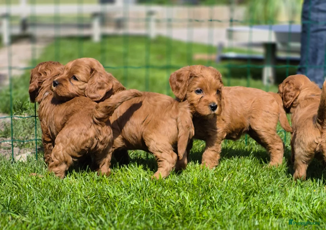 Kruising honden te koop: Labradoodle pups (kleine medium) - Advertentie 2
