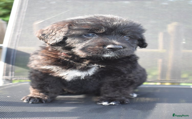Kruising honden - Advertentie 4