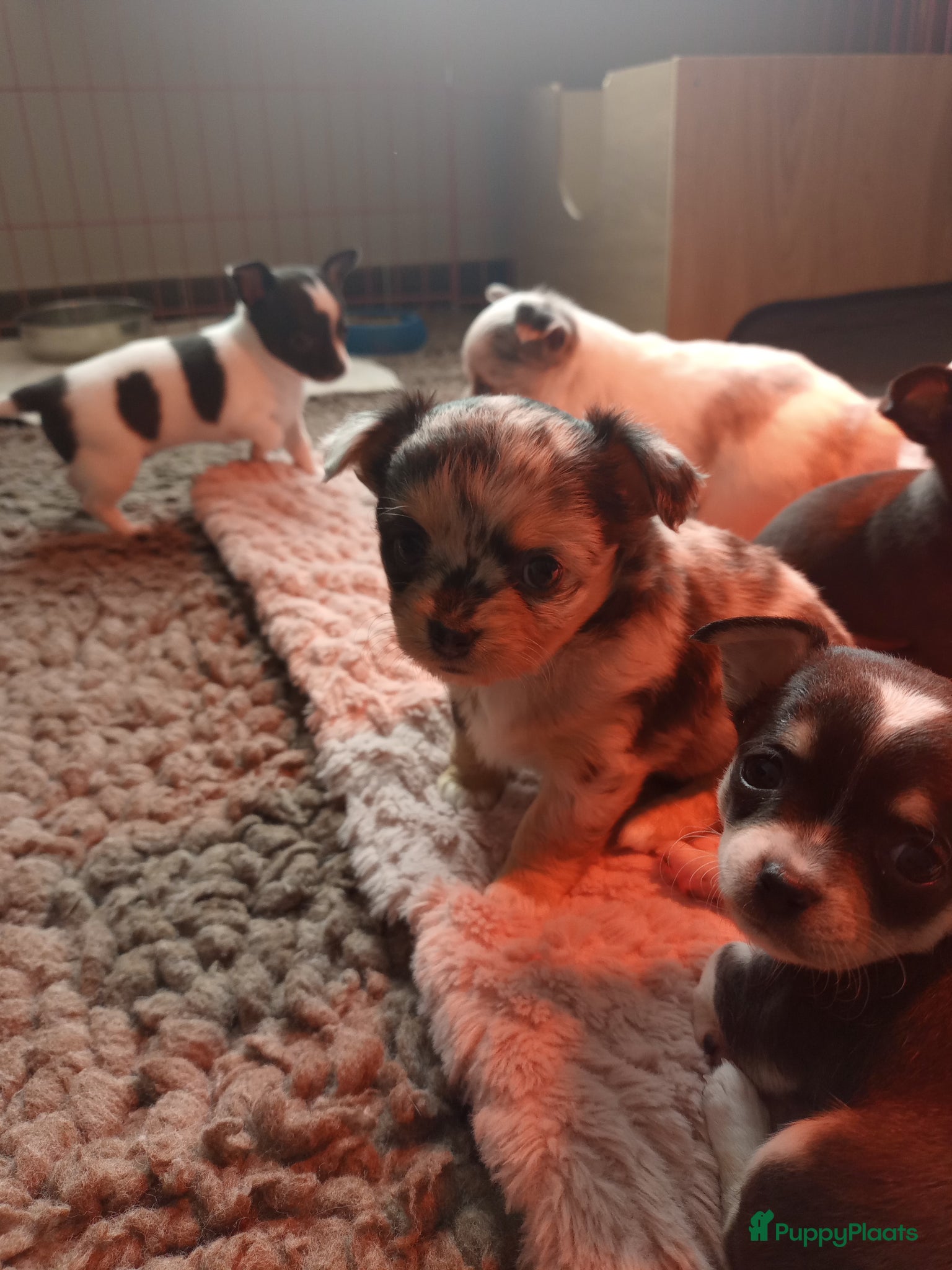 Chihuahua honden 3de generatie Chihuahuatjes van Di Petit Bello!  - Advertentie 1