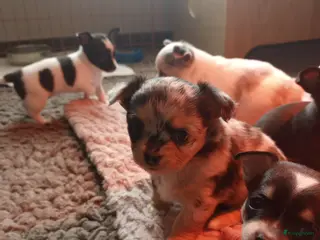 Chihuahua honden 3de generatie Chihuahuatjes van Di Petit Bello! - Advertentie 1