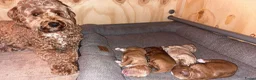 Australian Labradoodle honden te koop: Prachtig lieve mini labradoodle pups  - Advertentie 14
