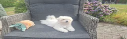 Maltezer honden te koop: Maltezer leeuwtje pup. Rasecht. Ouders aanwezig - Advertentie 5