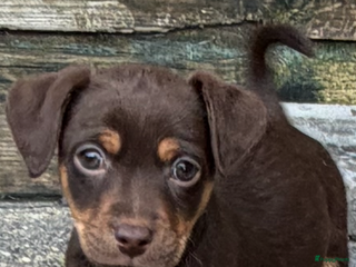 Jack Russel Terriër honden Jack Russel pup”s chocotan - Advertentie 1