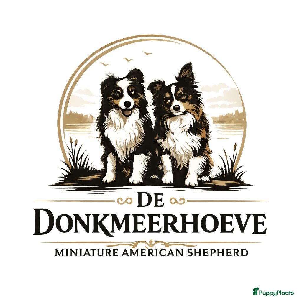 Australian Shepherd honden Miniatuur American shepherd  - Advertentie 1