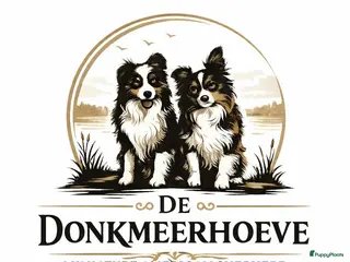 Australian Shepherd honden Miniatuur American shepherd - Advertentie 1