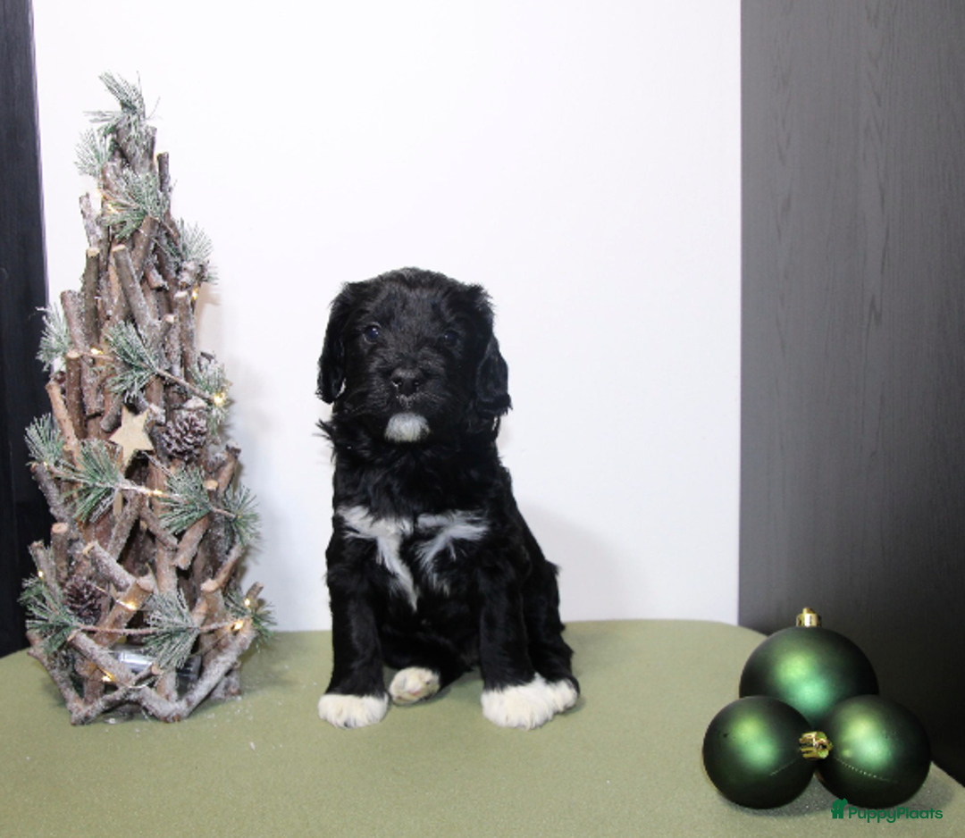 Barbet honden te koop: Barbet pups - Advertentie 10