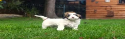 Kruising honden te koop: mooie Cava/Malti-Poo pups  in Boxtel - Advertentie 3