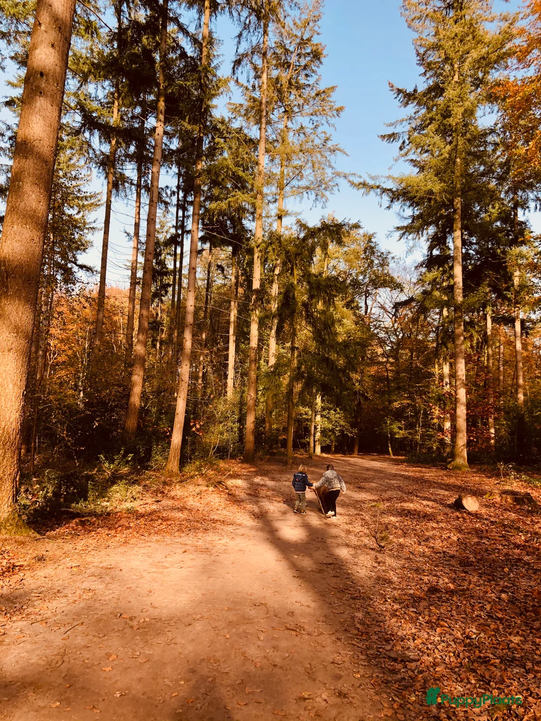 Labradoodle honden ter dekking: KNAPPE AUSTRALIAN LABRADOODLE DEKREU in Breda - Advertentie 21