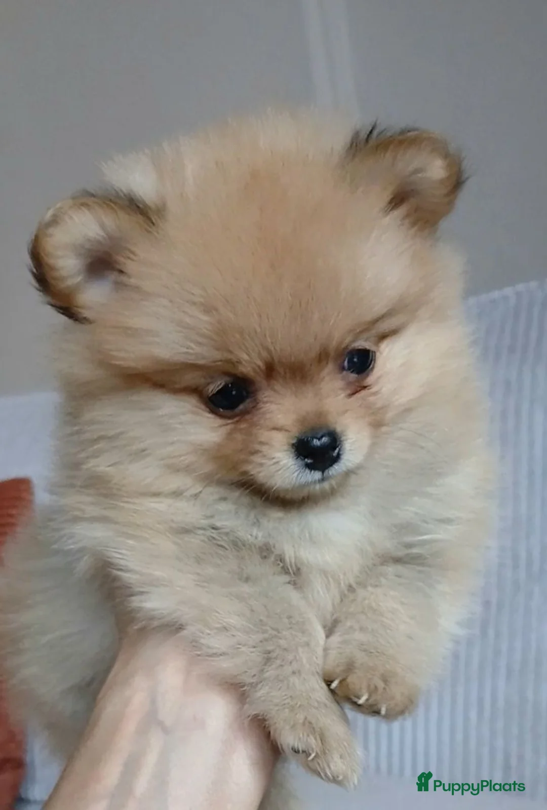 Pomchi honden te koop: Pomeriaan pups - Advertentie 1