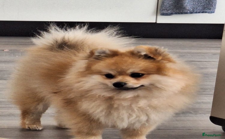 Pomeriaan honden - Advertentie 2