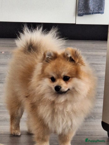 Pomeriaan honden - Advertentie 2