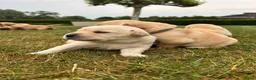 Labrador Retriever honden te koop: Prachtige Blonde Labrador Pups🐾 in Sint-Oedenrode - Advertentie 3