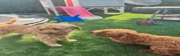 Cockapoo honden te koop: Cockapoo pups in Wanroij - Advertentie 14