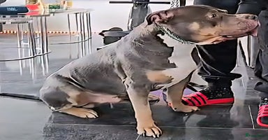 Amerikaanse Bully honden - Advertentie 6