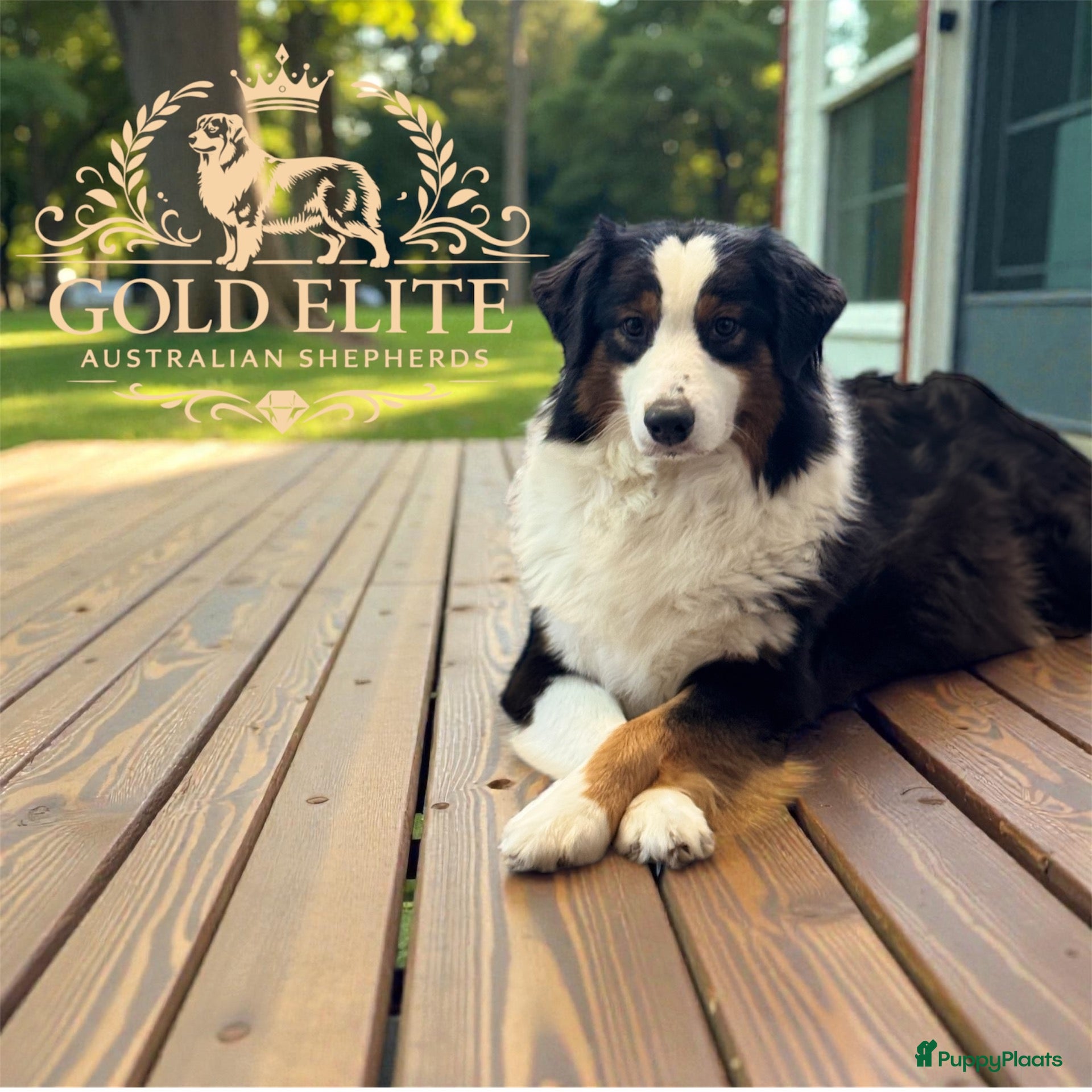 Australian Shepherd honden te koop: Prachtige Australian Shepherd puppy’s   - Advertentie 1