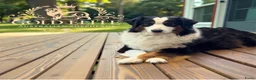 Australian Shepherd honden te koop: Prachtige Australian Shepherd puppy’s   - Advertentie 1
