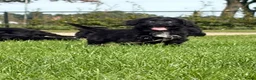 Kruising honden te koop: Maltipoo x boomer pups  - Advertentie 31