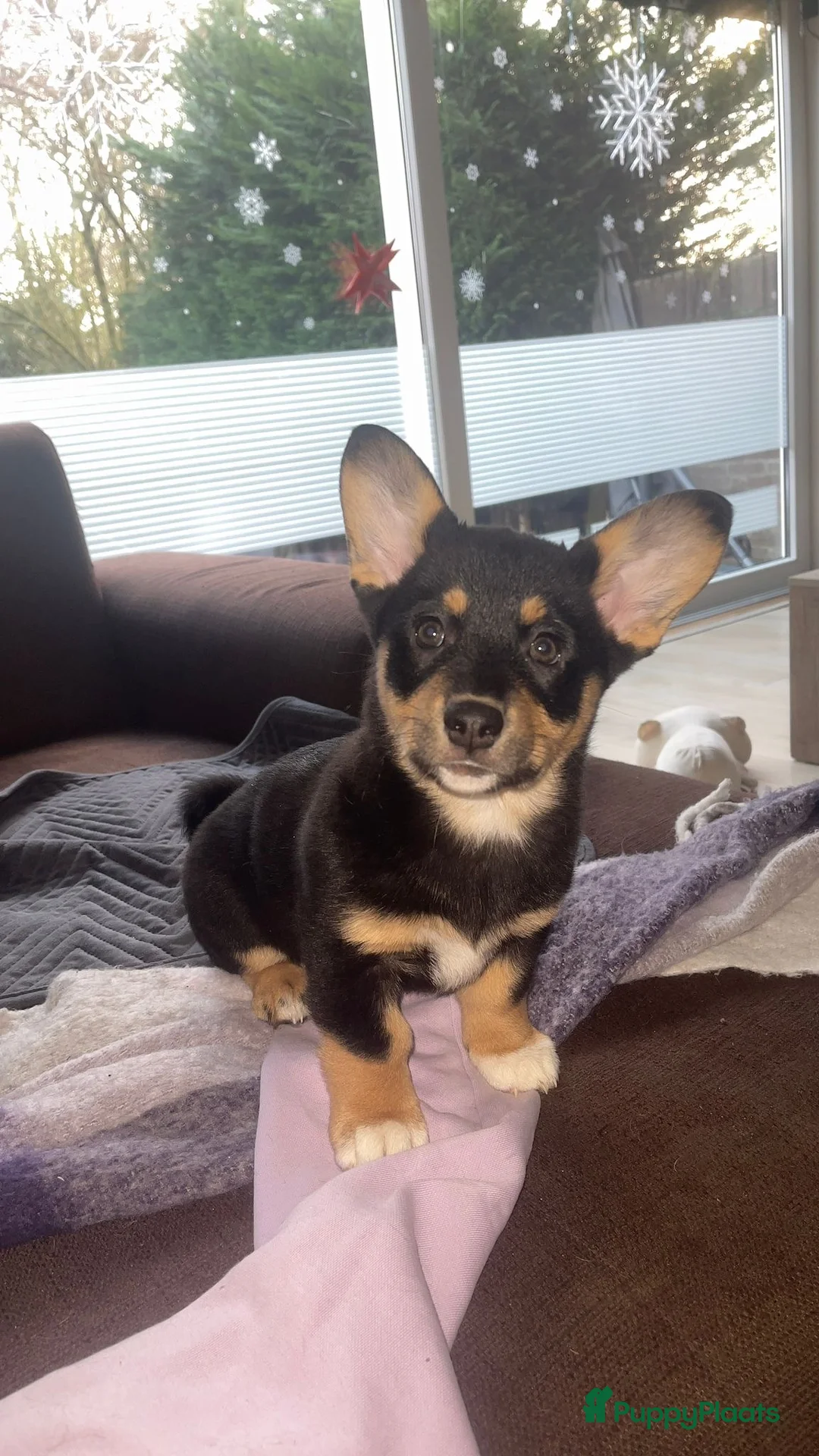 Welsh Corgi Cardigan honden te koop: Corgi looking for forever home - Advertentie 4
