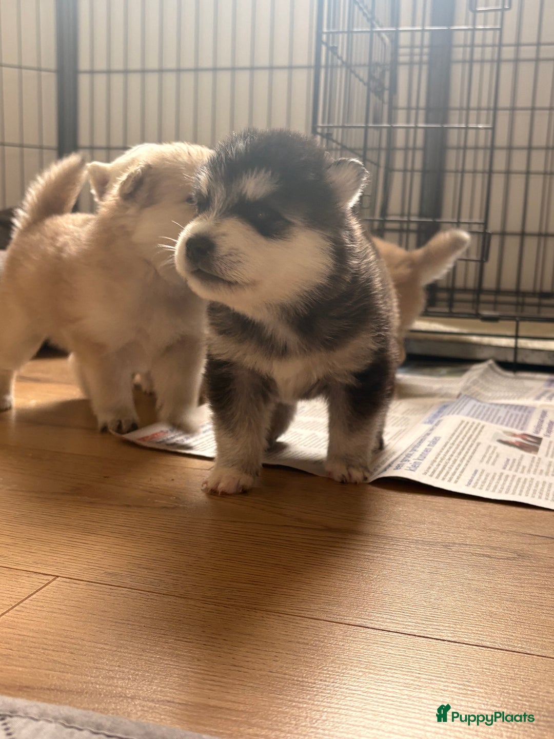 Pomsky honden te koop: 🌟 Prachtige Pomsky Pups te Koop  - Advertentie 15