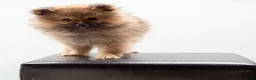 Kruising honden te koop: 4 Prachtige Keeshond/Pomeriaan pups (Oranje-Sabel) in Den Haag - Advertentie 21