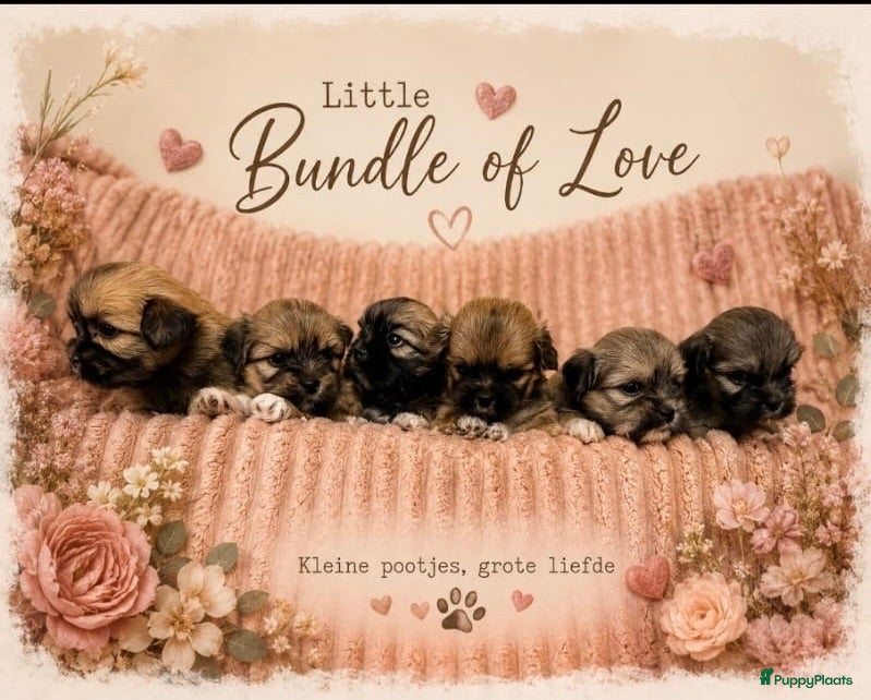 Lhasa Apso honden 🐾 Lhasa Apso Pups met stamboom! 🐾 - Advertentie 18