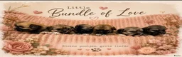 Lhasa Apso honden te koop: 🐾 Lhasa Apso Pups met stamboom! 🐾 in Rozenburg - Advertentie 1