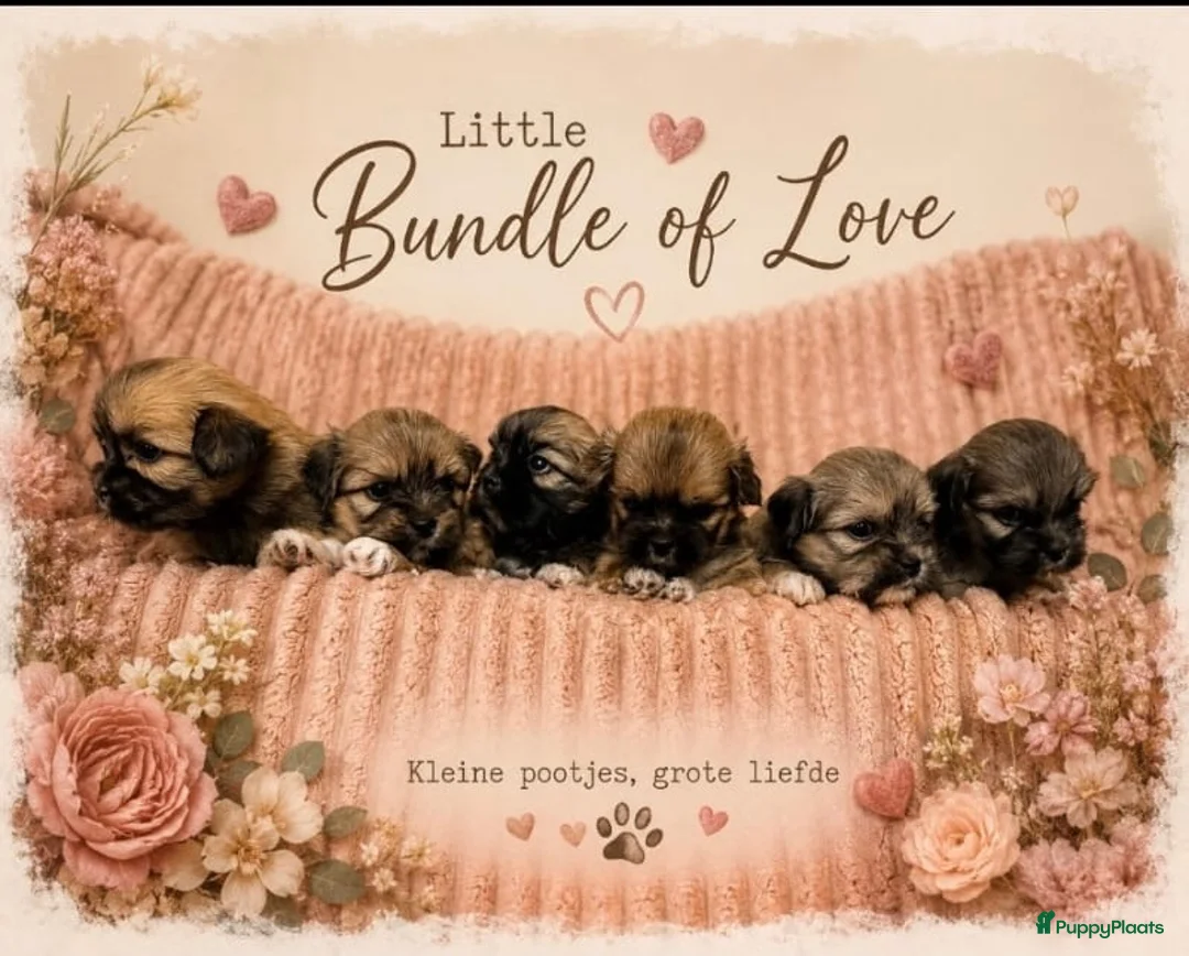 Lhasa Apso honden te koop: 🐾 Lhasa Apso Pups met stamboom! 🐾 in Rozenburg - Advertentie 1