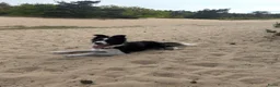 Border Collie honden te koop: Te koop mijn lieve Luna in Uddel - Advertentie 3