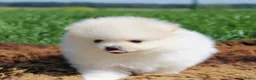 Pomeriaan honden te koop: Pomeriaan pups - Advertentie 8