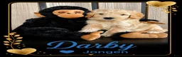 Australian Labradoodle honden te koop: Labradoodle Australian Multigen kleine medium pups in Epe - Advertentie 7