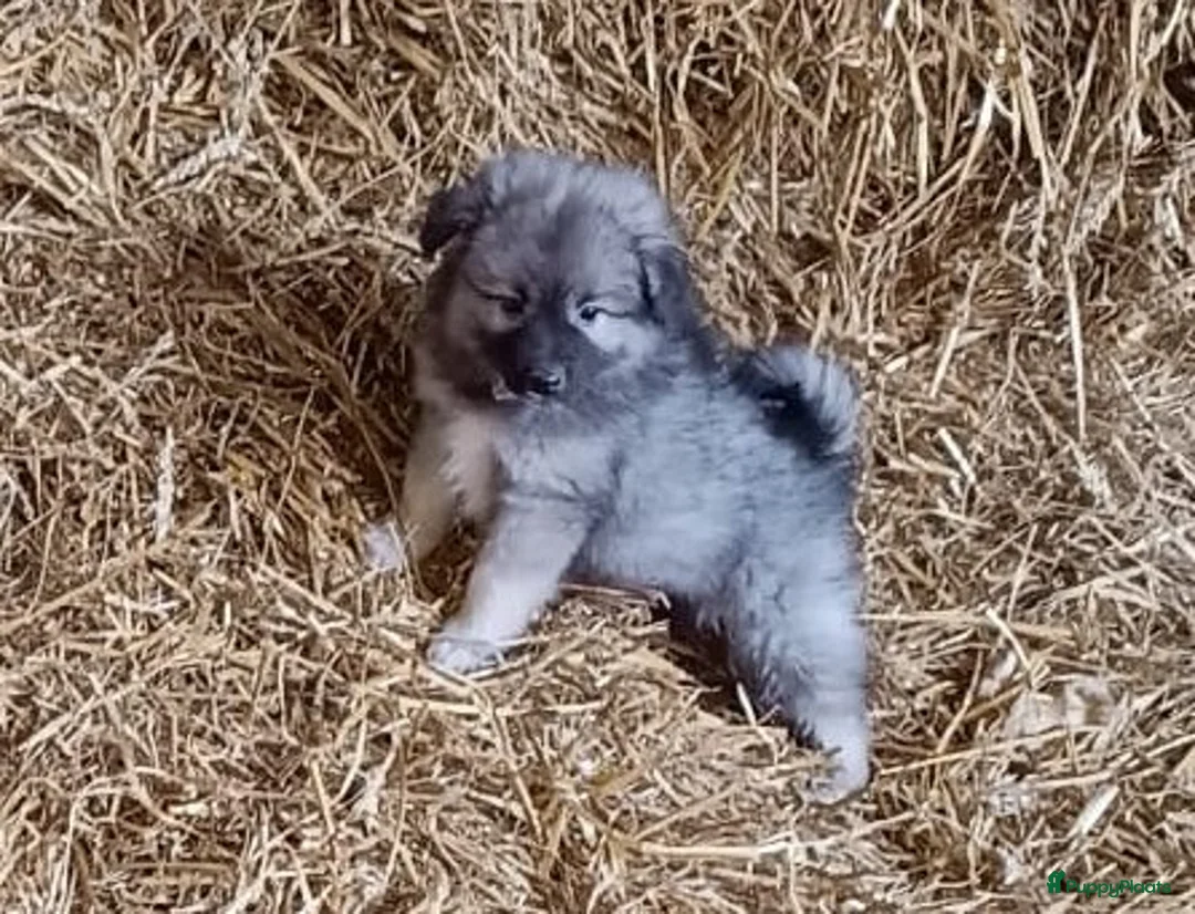 Keeshond honden te koop: Keeshond wolfsgrauw. Grijs. Blauw. - Advertentie 4