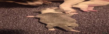 Chihuahua 3