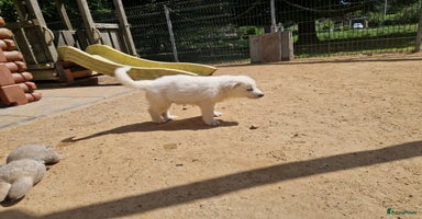 Zwitserse Witte Herdershond honden - Advertentie 4