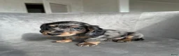 Teckel (korthaar)  honden te koop: Dwergteckel korthaar pupjes  in Amsterdam - Advertentie 4