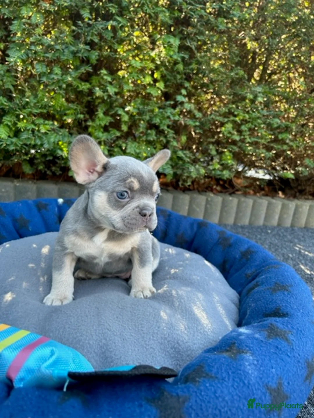 Franse Bulldog honden te koop: Vrolijke Franse Bulldog pups met stamboom. - Advertentie 21