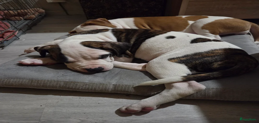 Galerij afbeelding {{count}}