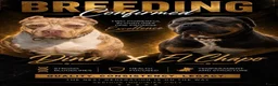 Amerikaanse Bully honden te koop: American Bully xl puppy’s  in Eindhoven - Advertentie 6