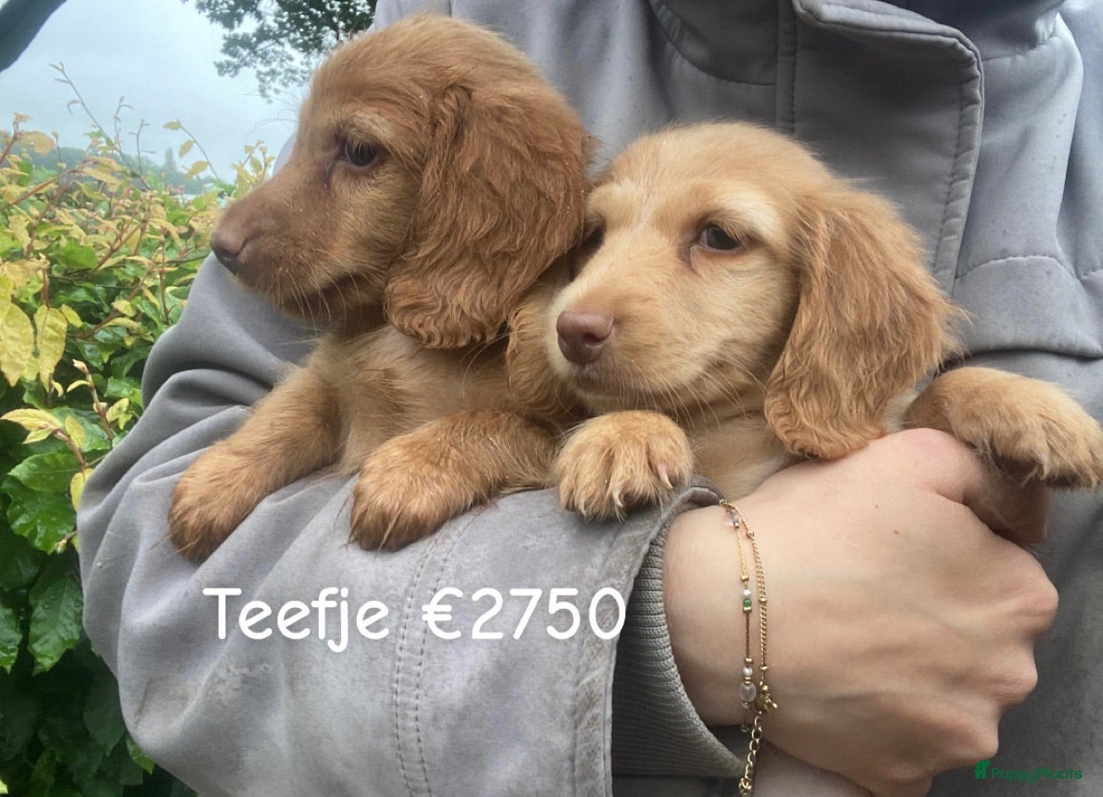 Teckel (langhaar) honden Mooie langharige kleurrijke teckel pups - Advertentie 1
