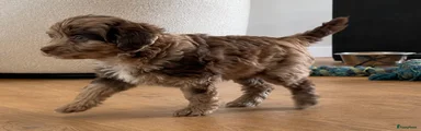 Labradoodle Puppy 6