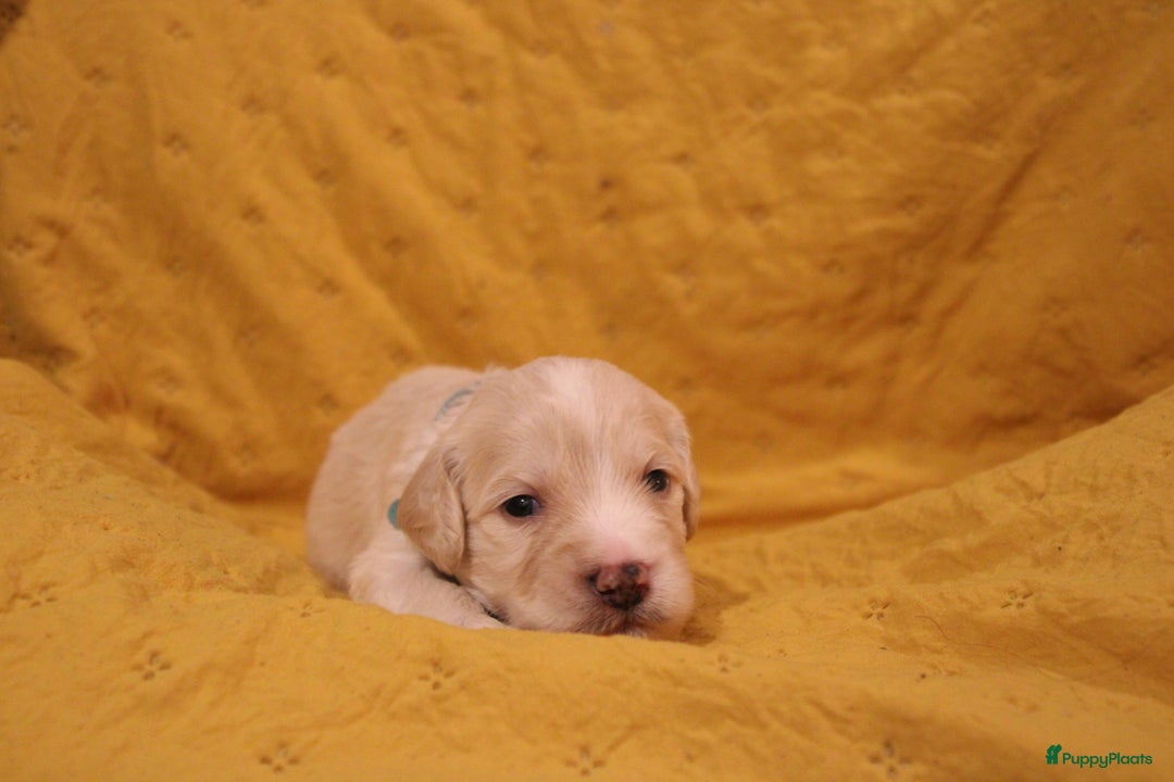 Barbet honden te koop: Barbet puppy’s geboren - Advertentie 13