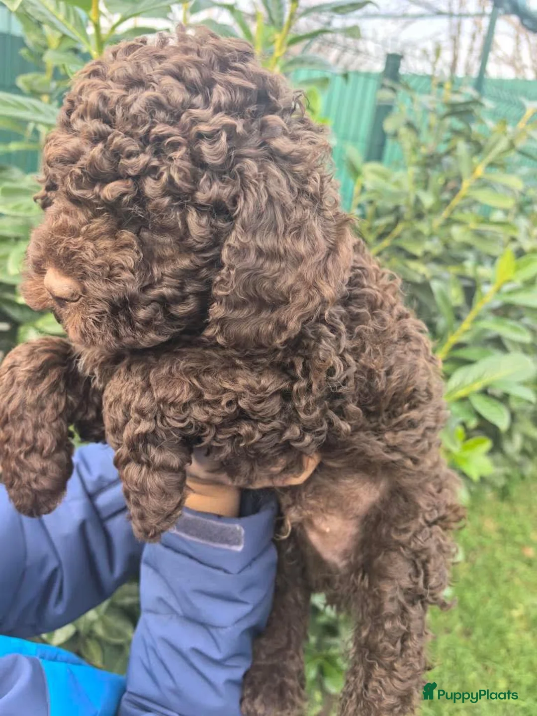 Lagotto Romagnolo honden te koop: Lagotto Romagnolo pups - Advertentie 8