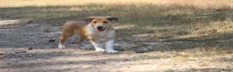Schotse Herdershond korthaar honden te koop: Nog 1 knappe reu schotse collie korthaar reuen. - Advertentie 26