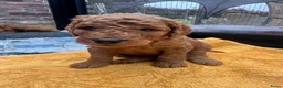 Australian Labradoodle honden te koop: Prachtig nest labradoodles (medium) - Advertentie 16