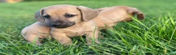 Kruising honden te koop: Kortharige teckels met vleugje chihuahua  - Advertentie 6
