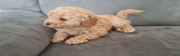 Maltipoo honden te koop: Prachtige, gesocialiseerde Maltipoo x poedel pups - Advertentie 9