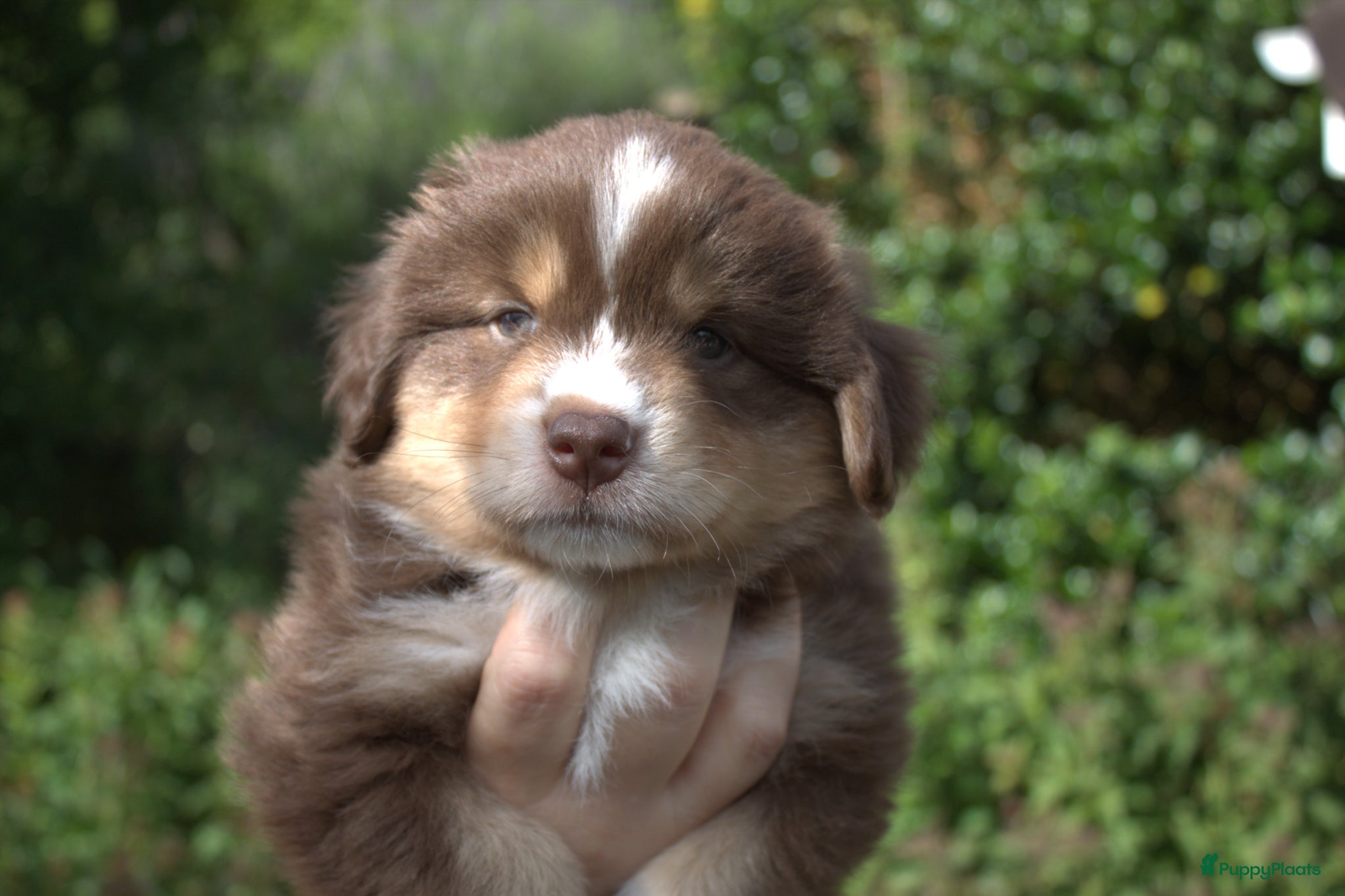 Australian Shepherd honden Miniature American Shepherd - Advertentie 2