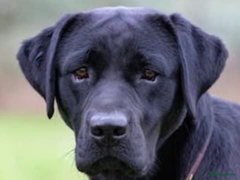 Labrador Retriever honden Pups verwacht - Advertentie 1