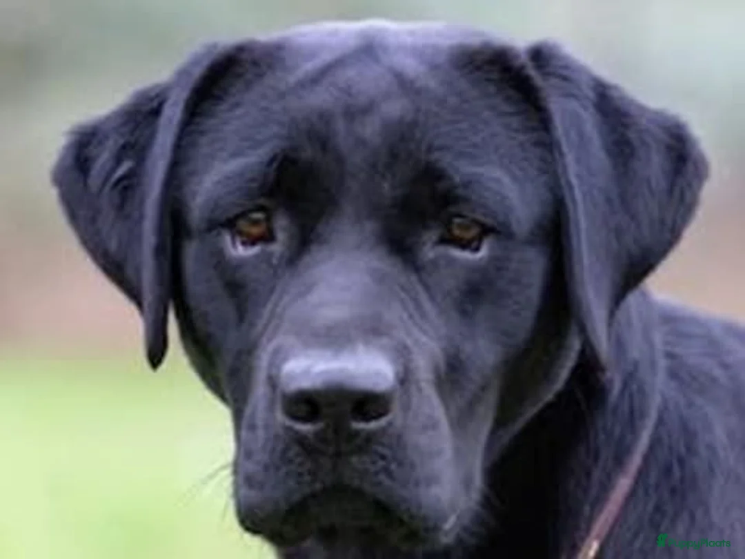 Labrador Retriever honden te koop: Pups verwacht in Nes - Advertentie 1