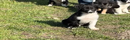 Border Collie honden te koop: Bordercollie pups - Advertentie 3